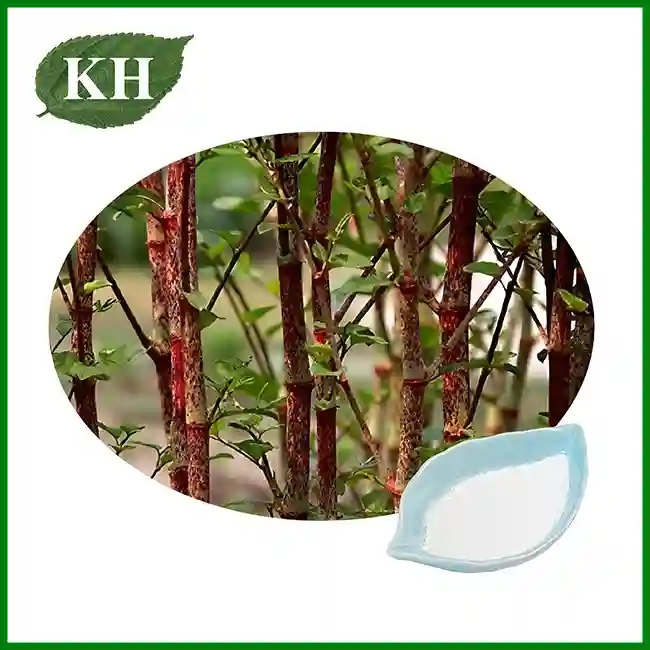 Polygonum Cuspidatum Extract Polygonum Cuspidatum Extract
